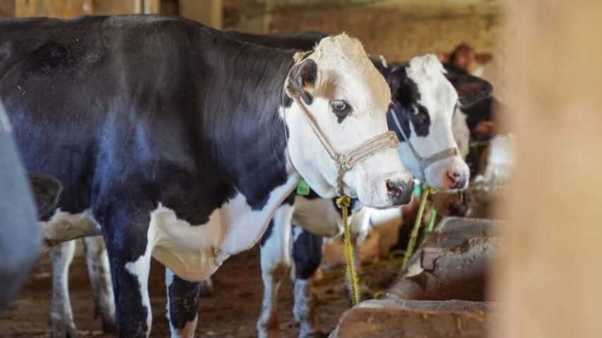 Ένταση και κινητοποιήσεις κτηνοτρόφων στη Λέσβο