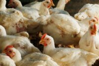 Rabobank: Ο πόλεμος στη Μέση Ανατολή απειλεί τα πουλερικά