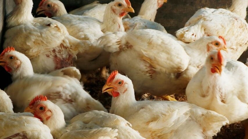 Rabobank: Ο πόλεμος στη Μέση Ανατολή απειλεί τα πουλερικά