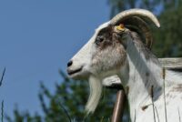 Eurostat: Ανισορροπίες στον ζωικό τομέα μέσα στο 2026