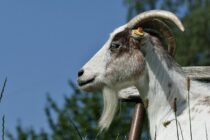 Eurostat: Ανισορροπίες στον ζωικό τομέα μέσα στο 2026