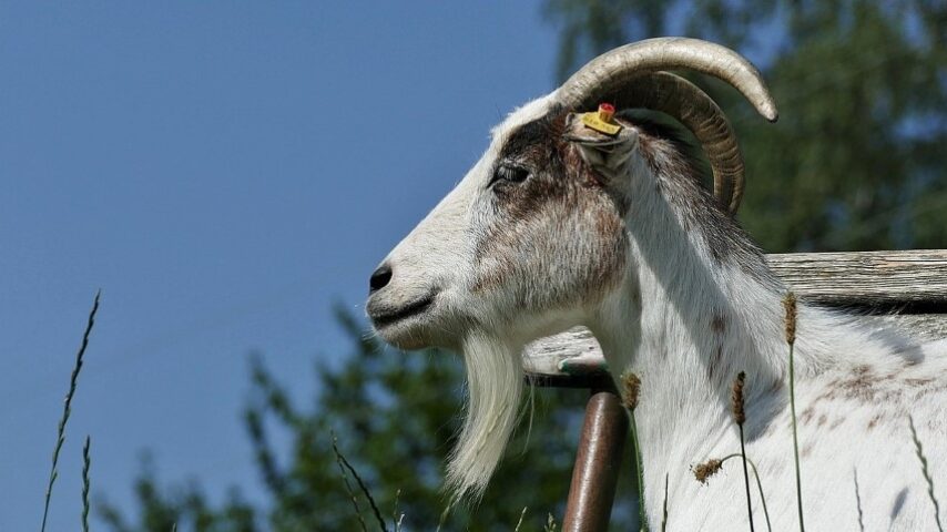 Eurostat: Ανισορροπίες στον ζωικό τομέα μέσα στο 2026