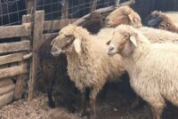 Η ευλογιά «χτυπά» την Ιθάκη