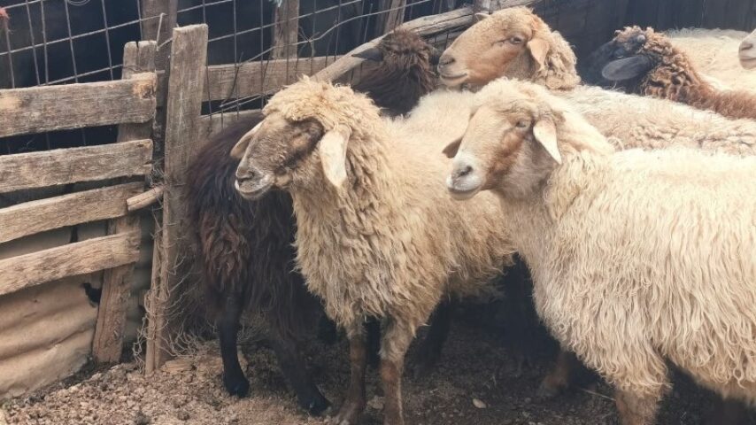 Η ευλογιά «χτυπά» την Ιθάκη