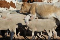 Σκάνδαλο με «βαπτισμένα» ζώα