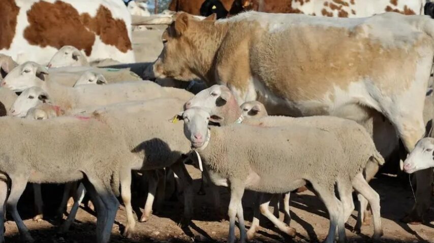 Σκάνδαλο με «βαπτισμένα» ζώα