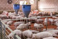 Ρωσία: Το φθηνό κοτόπουλο πιέζει τη χοιροτροφία