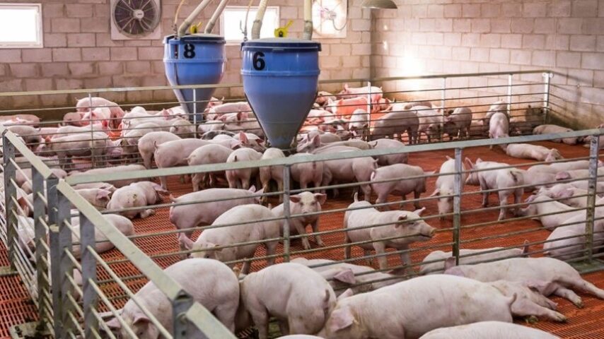 Ρωσία: Το φθηνό κοτόπουλο πιέζει τη χοιροτροφία