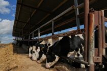 Αφθώδης πυρετός: Μέτρα και ζώνες στη Λέσβο