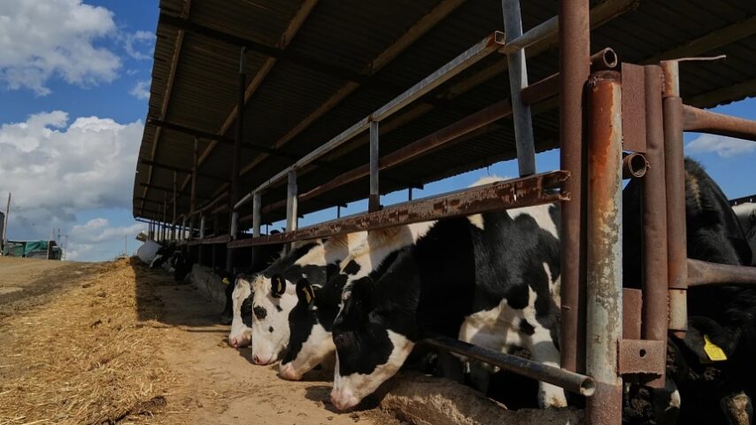 Αφθώδης πυρετός: Μέτρα και ζώνες στη Λέσβο