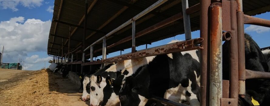 Αφθώδης πυρετός: Μέτρα και ζώνες στη Λέσβο