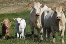 Δεύτερο κρούσμα στη Λέσβο – Άμεση ενίσχυση της επιτήρησης και αποζημιώσεις