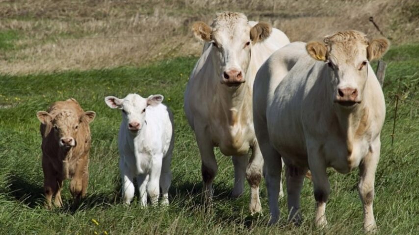 Δεύτερο κρούσμα στη Λέσβο – Άμεση ενίσχυση της επιτήρησης και αποζημιώσεις