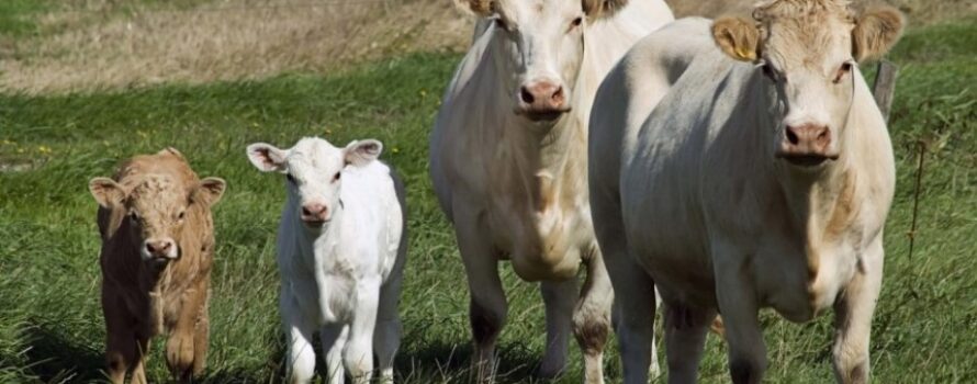 Δεύτερο κρούσμα στη Λέσβο – Άμεση ενίσχυση της επιτήρησης και αποζημιώσεις