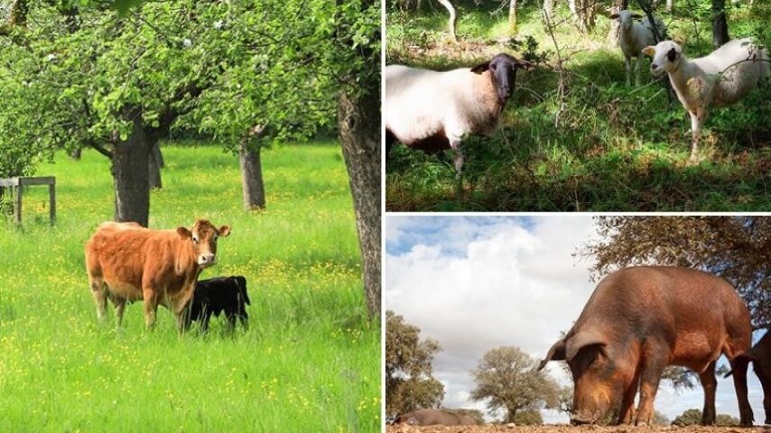 Κτηνοτροφία στο στόχαστρο των ευρωπαϊκών πολιτικών