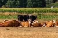 17 κρούσματα στη Λέσβο – 4 νέα επιβεβαιώθηκαν