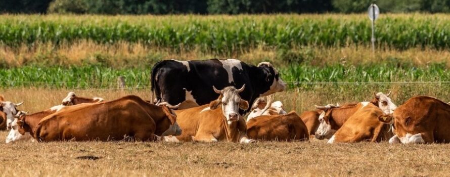 17 κρούσματα στη Λέσβο – 4 νέα επιβεβαιώθηκαν