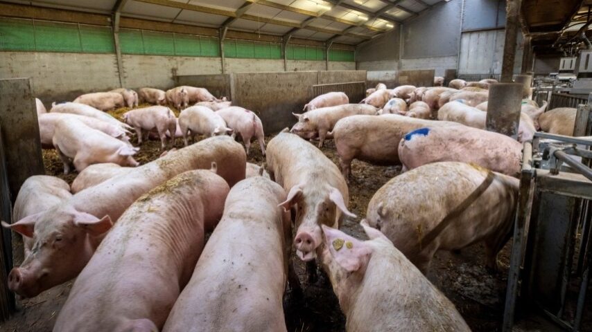 Rabonank: Χοιρινό 2026 – Χρονιά διόρθωσης