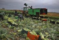 Ισπανία: Πιέσεις και αναταράξεις στη συνεταιριστική παραγωγή