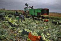 Ισπανία: Πιέσεις και αναταράξεις στη συνεταιριστική παραγωγή