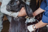 Έκτακτες προσλήψεις 49 κτηνιάτρων