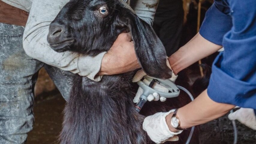 Έκτακτες προσλήψεις 49 κτηνιάτρων