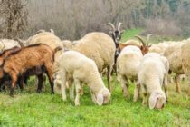 Ενισχύσεις μόνο με ενδοστομαχικό βόλο