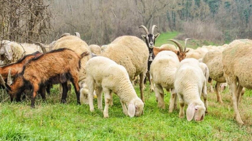 Ενισχύσεις μόνο με ενδοστομαχικό βόλο