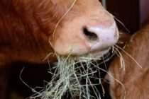 Μπλόκο στις ζωοτροφές της Λέσβου