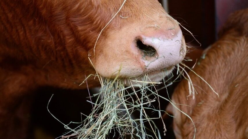 Μπλόκο στις ζωοτροφές της Λέσβου