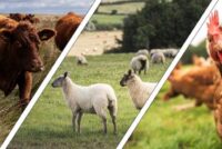 Νέοι αυστηρότεροι κανόνες υγείας στις εισαγωγές ζωικών προϊόντων