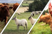 Νέοι αυστηρότεροι κανόνες υγείας στις εισαγωγές ζωικών προϊόντων