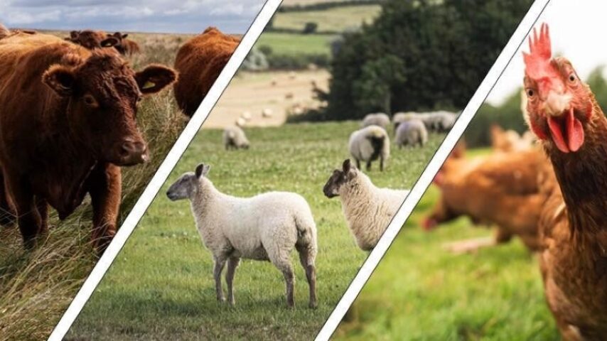 Νέοι αυστηρότεροι κανόνες υγείας στις εισαγωγές ζωικών προϊόντων