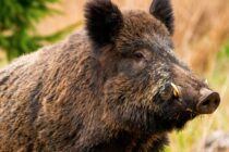 ASF σε αγριόχοιρους σε Ισπανία και Γερμανία