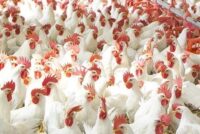 Νέα ηγεσία στην πτηνοτροφία