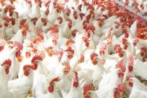 Νέα ηγεσία στην πτηνοτροφία