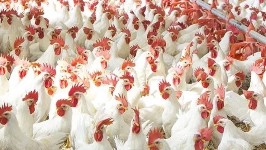 Νέα ηγεσία στην πτηνοτροφία