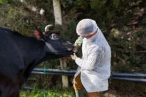 Ο Χρ. Κέλλας στη Λέσβο για τον αφθώδη – Ενεργοποίηση μέτρων