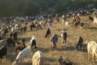 Εισαγωγές ζώων καταγγέλει ο πρόεδρος του Κτηνοτροφικού Συνεταιρισμού Τυρνάβου