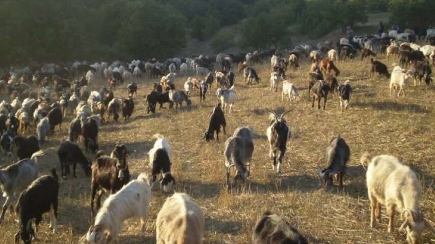 Εισαγωγές ζώων καταγγέλει ο πρόεδρος του Κτηνοτροφικού Συνεταιρισμού Τυρνάβου