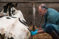 45 προσλήψεις για ευλογιά ζώων