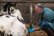 45 προσλήψεις για ευλογιά ζώων