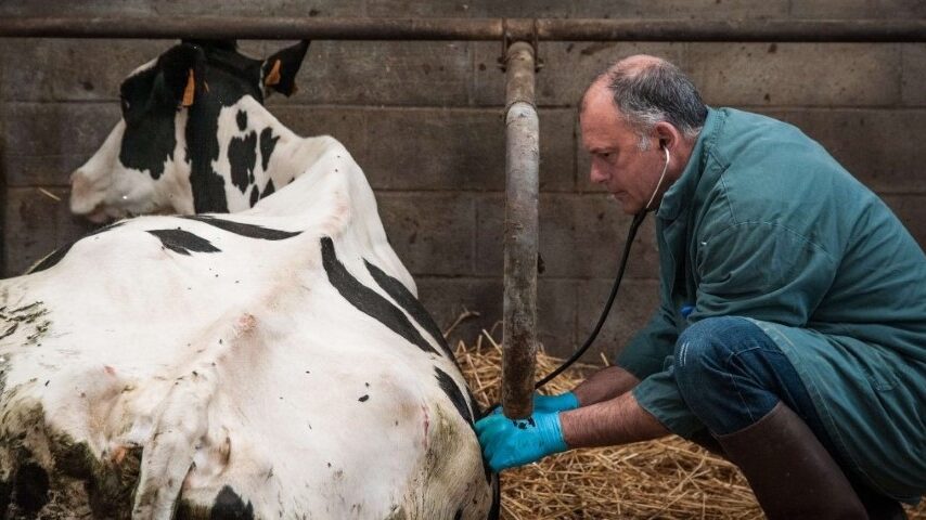 45 προσλήψεις για ευλογιά ζώων