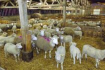 Τσιάρας: Στήριξη κτηνοτροφίας υπό πίεση