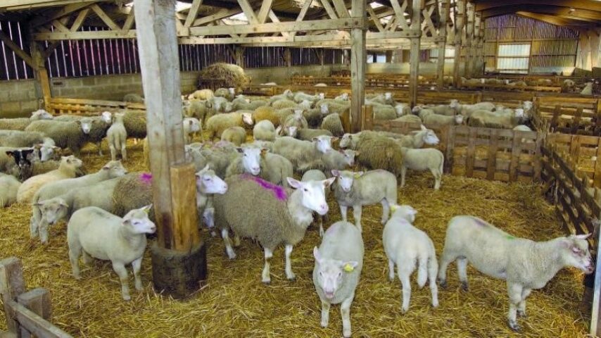 Τσιάρας: Στήριξη κτηνοτροφίας υπό πίεση