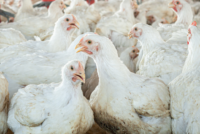 E.E.-Mercosur: H AVEC λέει «όχι»