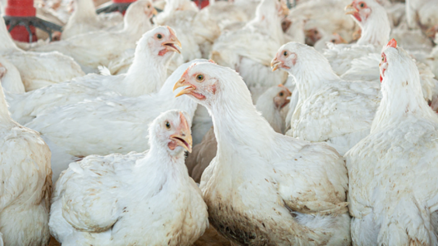 E.E.-Mercosur: H AVEC λέει «όχι»