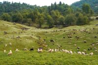 Ε.Ε.: Νέο σχέδιο για την κτηνοτροφία