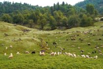 Ε.Ε.: Νέο σχέδιο για την κτηνοτροφία