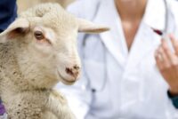 Κρούσματα αφθώδη πυρετού σε βοοειδή στη Λέσβο